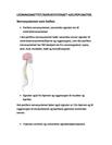 Ledningsnettet treningslære